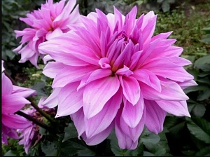 Георгина Вавилон Пинк 1шт (КолЛайн)