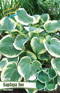Хоста Барбара Энн 1шт (КолЛайн)