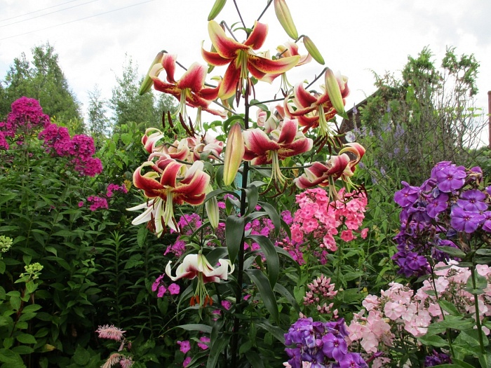 Лилия Шехерезада 12/14 1шт (КолЛайн)