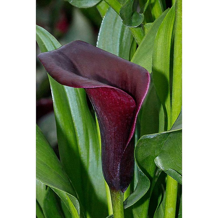 Калла Ла Паз 1шт (КолЛайн) 2шт/уп