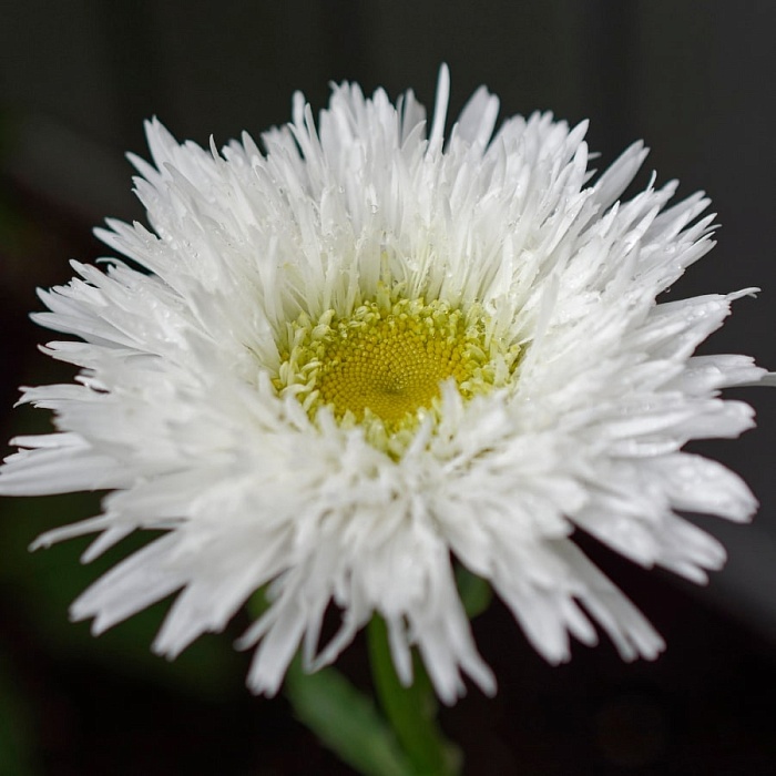 Нивяник Санте 1шт (КолЛайн)