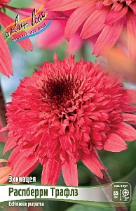 Эхинацея Распберри Трафлз 1шт (КолЛайн)