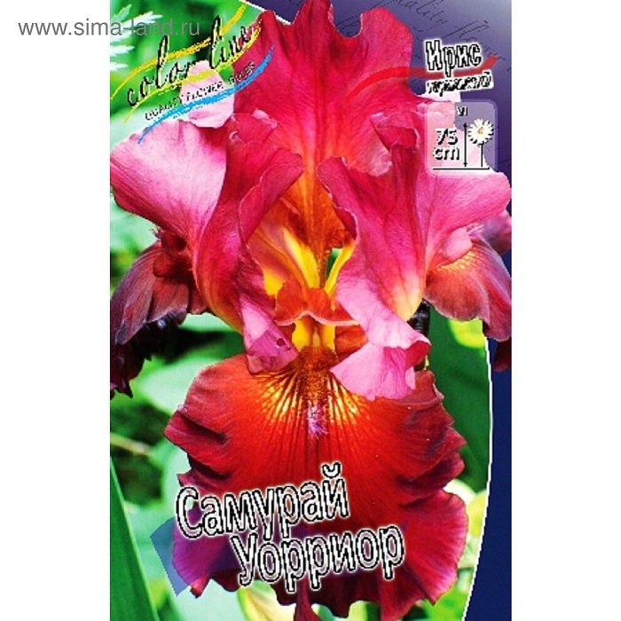 Ирис германский Самурай Уорриор 1шт (КолЛайн)