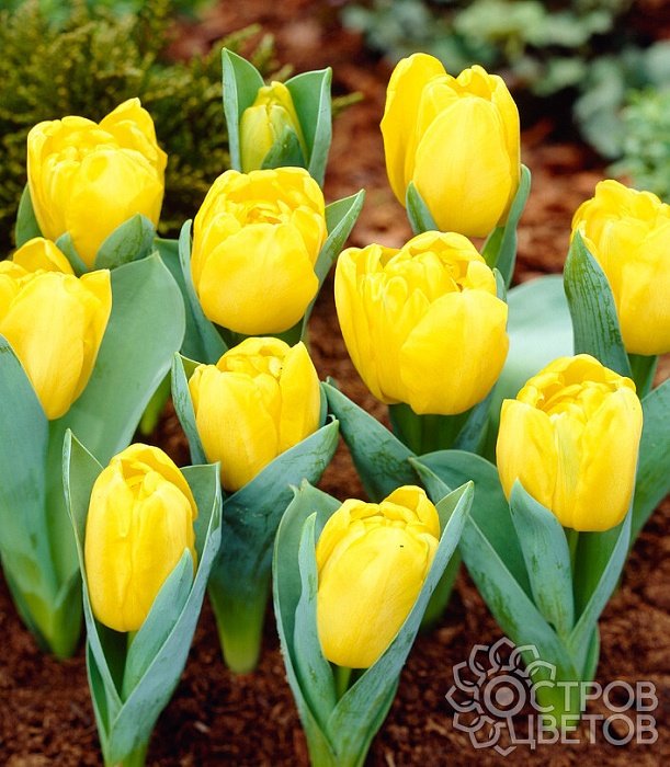 Тюльпан Йеллоу Бейби 1шт (КолЛайн) 8шт/уп 