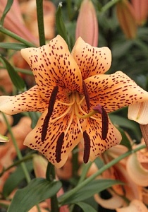 Лилия Тайгер Бейбиз 12/14 1шт (Садовита) 5шт/уп