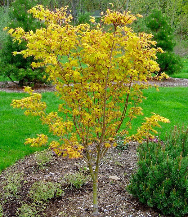 Клен Орандж Дрим Дланевидный 1шт (КолЛайн)