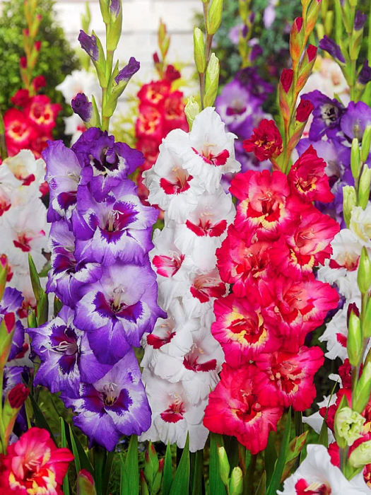 Гладиолус Маскарад Микс 1шт (КолЛайн) 6шт/уп