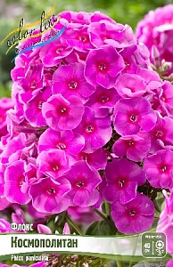 Флокс Космополитан 1шт (КолЛайн) 2шт/уп