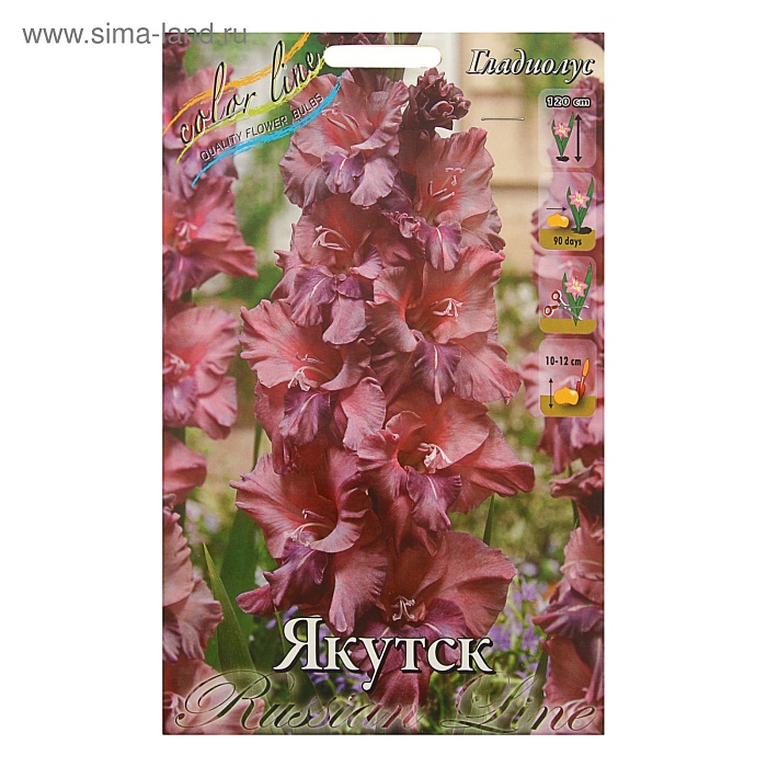 Гладиолус Якутск 10/12 1шт (КолЛайн) 3шт/уп