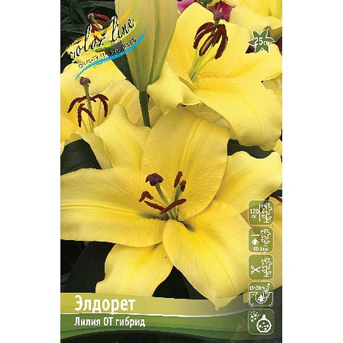 Лилия Элдорет  14/16 1шт (КолЛайн) 
