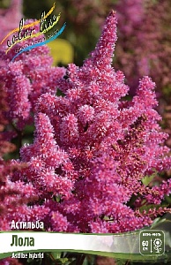 Астильба Лола 1шт (КолЛайн)