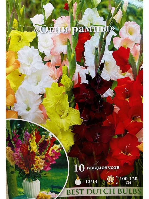 Гладиолус Огни рампы 12/14 1шт (НК) 10шт/уп