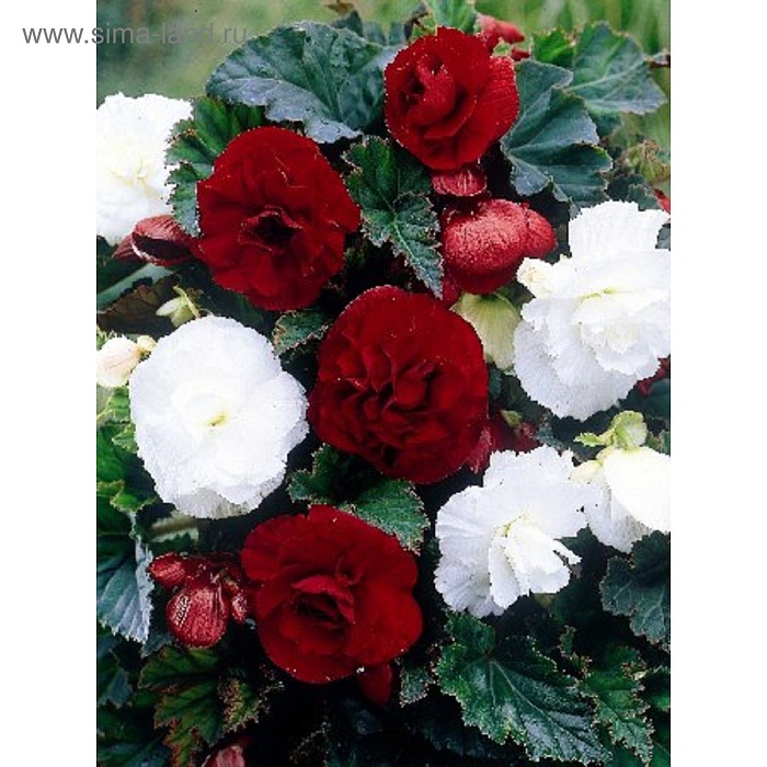 Бегония МИКС №4 1шт (КолЛайн) 2шт/уп