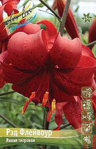 Лилия Рэд Флейвоур 12/14 1шт (КолЛайн) 5шт/уп 