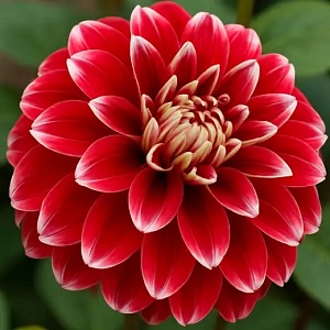 Георгина Ред Рок 1шт (КолЛайн)