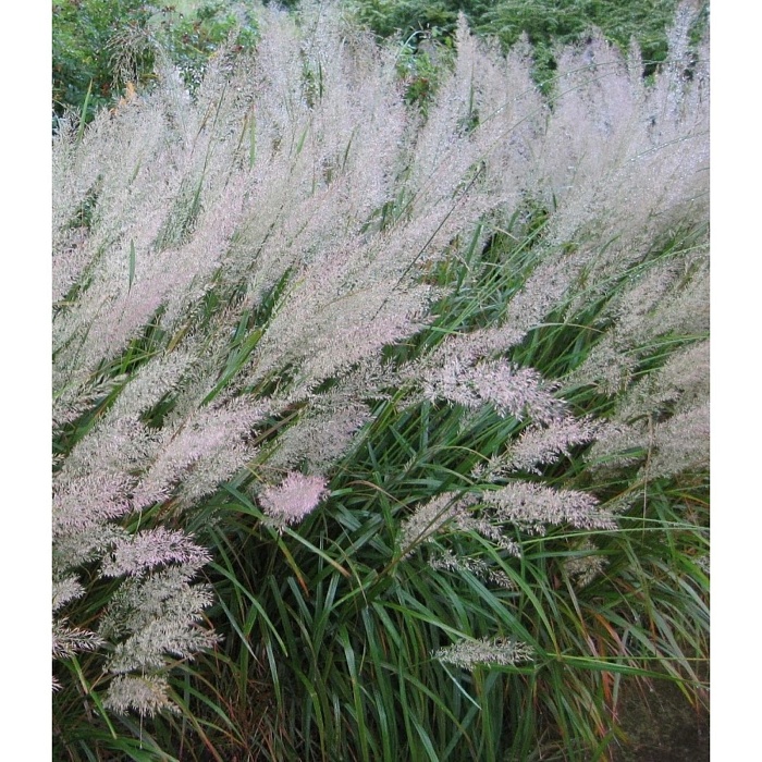 Вейник Коротковолосистый 1шт (КолЛайн) 2шт/уп