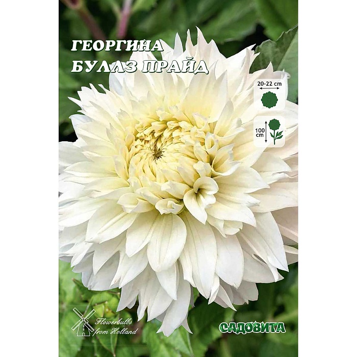 Георгина Буллз Прайд 1шт (Садовита)