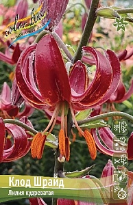 Лилия Клод Шрайд 12/14 1шт (КолЛайн) 