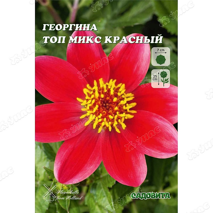 Георгина Топ микс Красный 1шт (Садовита)