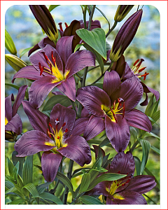 Лилия Пурпл Принс 12/14 1шт (КолЛайн) 5шт/уп 