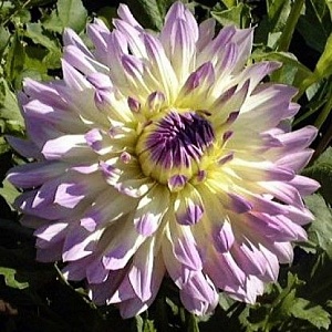 Георгина Киев 1шт (КолЛайн)