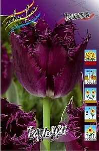 Тюльпан Бульдог 1шт (КолЛайн) 7шт/уп