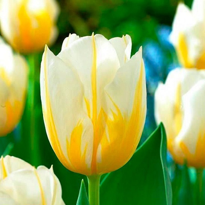 Тюльпан Флеминг Кокетт 1шт (КолЛайн) 3шт/уп