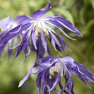 Клематис Блю Сюрпрайз 1шт (КолЛайн)