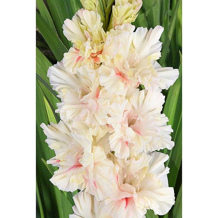 Гладиолус Днем с огнем 10/12 1шт (НК) 5шт/уп