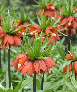 Фритиллярия Уильямс Рэкс 1шт (КолЛайн) 