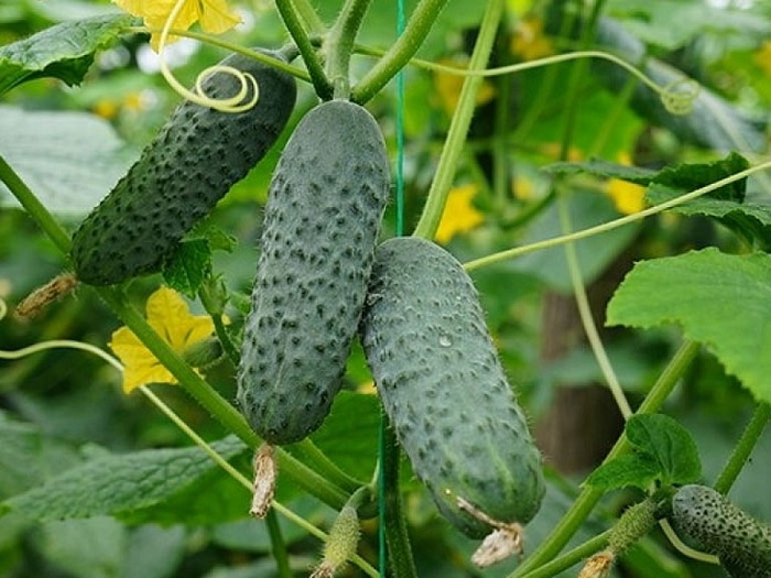 Огурец Меренга F1 1000шт (Seminis)
