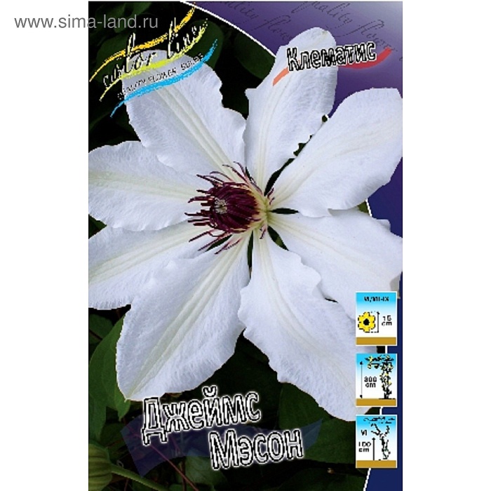 Клематис Джеймс Мэсон 1шт (КолЛайн) 2шт/уп
