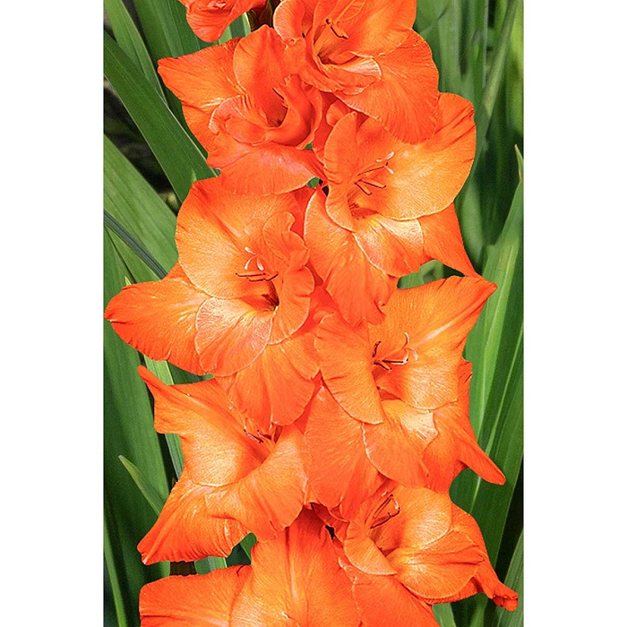 Гладиолус Лайв ОАК 10/12 1шт (КолЛайн) 8шт/уп