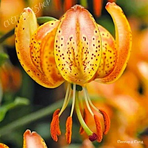 Лилия Пеппард Голд 12/14 1шт (КолЛайн)