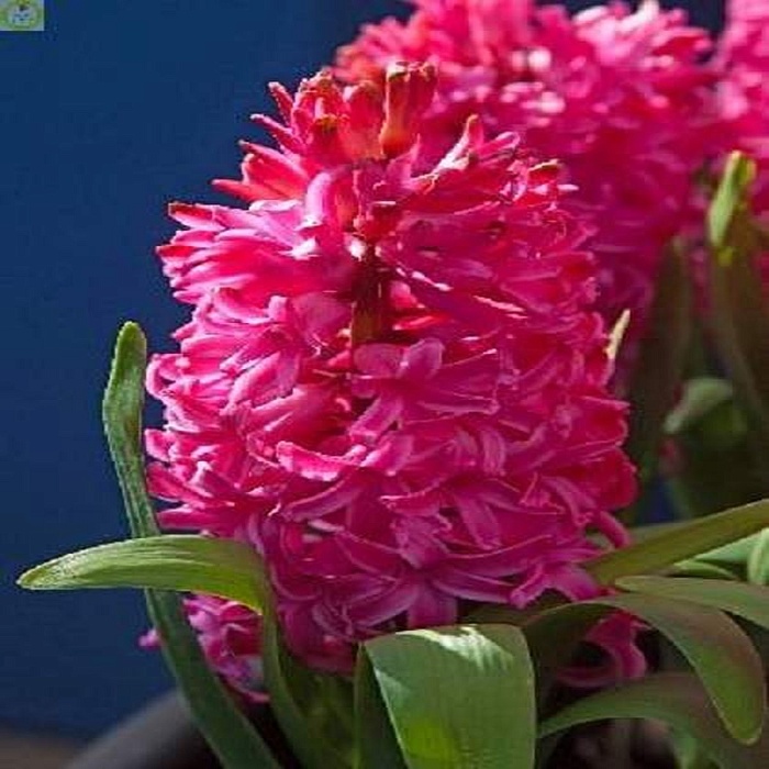 Гиацинт Скарлет Перл 14/15 1шт (КолЛайн) 3шт/уп