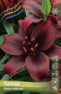 Лилия Мапира 12/14 1шт (КолЛайн) 2шт/уп