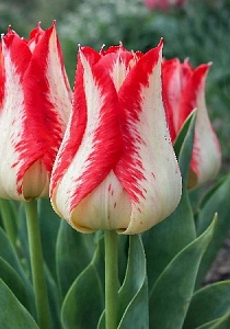 Тюльпан Немо 1шт (КолЛайн) 5шт/уп
