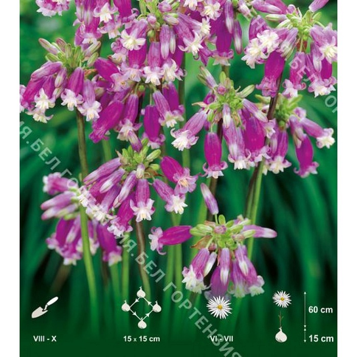 Дихелостемма Пинк Диамонд 1шт (КолЛайн) 10шт/уп