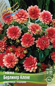 Георгина Берлинер Клене 1шт (КолЛайн)