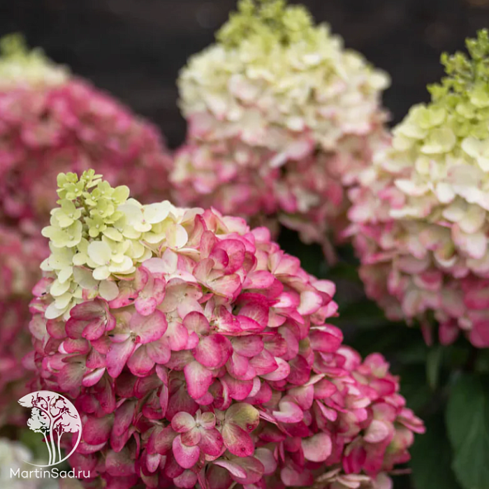 Гортензия Колорфул Коктель Метельчатая 1шт (КолЛайн)