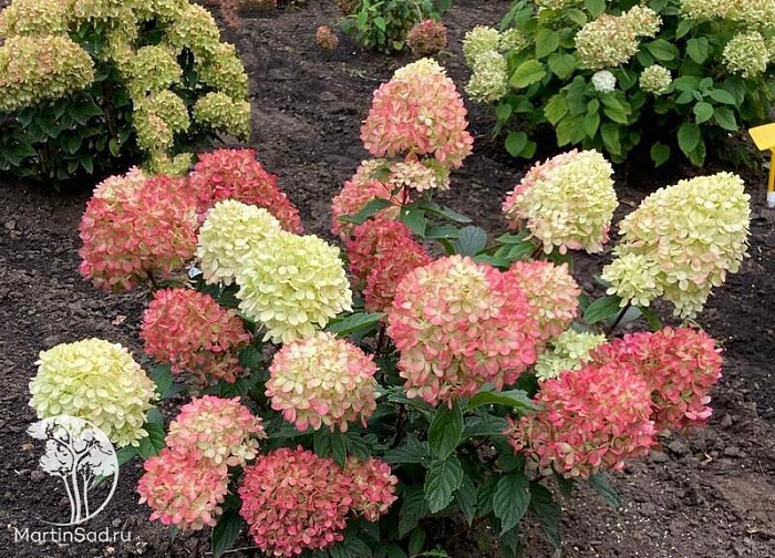 Гортензия Литтл Лав Р8 Метельчатая 1шт (КолЛайн)