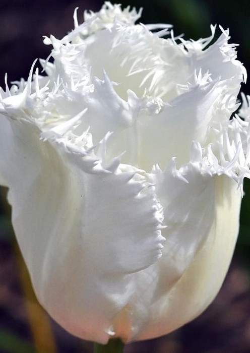 Тюльпан Кембридж 11/12 1шт (Садовита) 2шт/уп