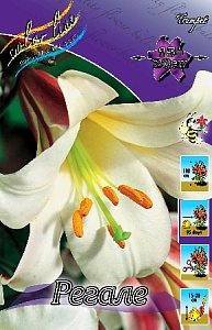 Лилия Регале 12/14 1шт (КолЛайн) 5шт/уп трубчатая