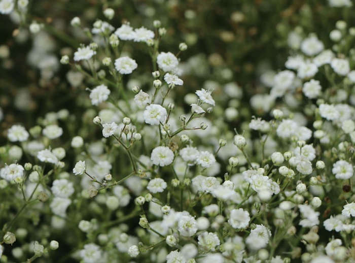 Гипсофила Паникулата Уайт 1шт (КолЛайн) 2шт/уп