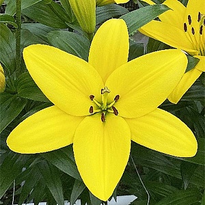 Лилия Фуэнта 10/12 1шт (КолЛайн) 7шт/уп