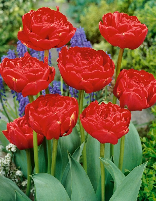 Тюльпан Миранда 1шт (КолЛайн) 3шт/уп махровый поздний