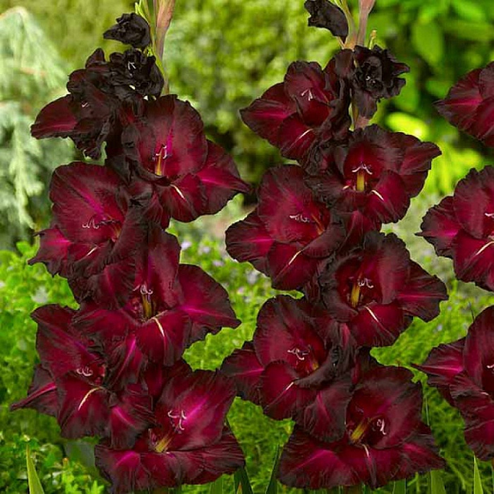 Гладиолус Блэк Сюрпрайз 1шт 12/14 (КолЛайн) 7шт/уп