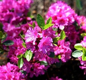 Азалия Гейша Пурпл 1шт (КолЛайн) японская