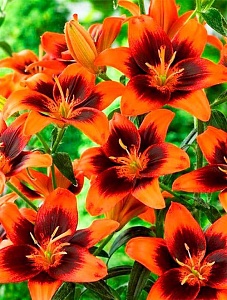 Лилия Изи Самба 12/14 1шт (Садовита) 3шт/уп