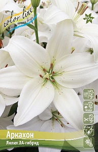 Лилия Аркахон 12/14 1шт (КолЛайн) 2шт/уп